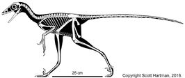 Sinovenator skeletal update 2016