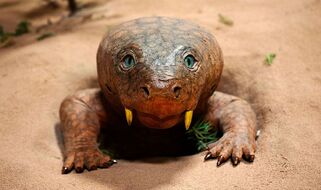 Diictodon-A72-03.jpg