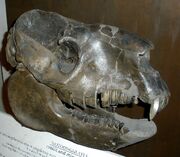 Nesodon imbricatus