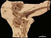 Anchiornis huxleyi-BMNHC PH804