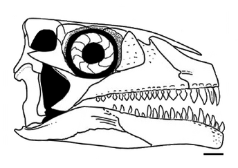 Azendohsaurus madagaskarensis skull diagram