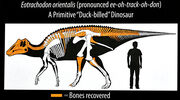 Eotrachodon skeleton.jpg