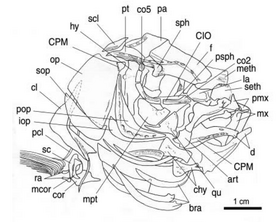 Protothymallus elongatus head