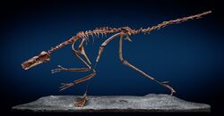Buitreraptor fossil.jpg