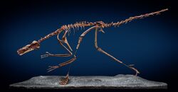 Buitreraptor fossil