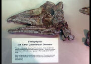 Coelophysis fossil 04