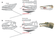 Comparative evolution of jaws between Muraenesocidae (A) and Spinosauridae (B)