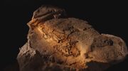 Dino Death Trap Guanlung Fossil.jpg