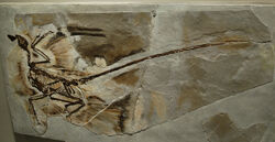 Microraptor gui fossil 2003 Holotype IVPP V13352