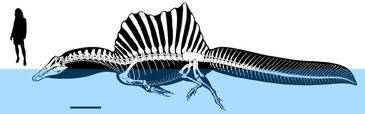 Spinoswim.jpg
