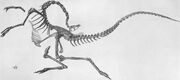 Struthiomimus skeleton Nearly complete S. altus specimen, AMNH 5339, found in 1914.jpg