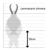 Ламинакарис4