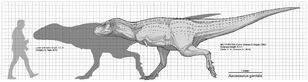 1920px-Aucasaurus garridoi Scale Diagram.jpg