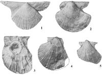 1, 2 – Aviculopecten orientalis Fred., кунгурский ярус, Печорский бассейн (1); уфимский ярус, п-ов Канин (2); 3-5 – А. mutabilis Lich., кунгурский ярус, Верхоянье (3); артинский ярус, С. Тиман (4); кунгурский ярус, Печорский бассейн (5)[Пермские…, 1984].