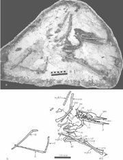 Noripterus complicidens (GIN1251010).png
