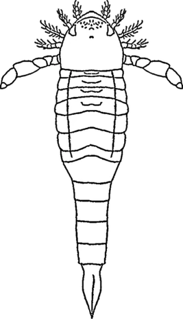 Орканоптер