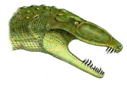 800px-Erpetosuchus
