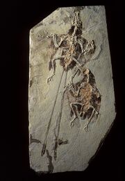 Confuciusornis fossil 01.jpg
