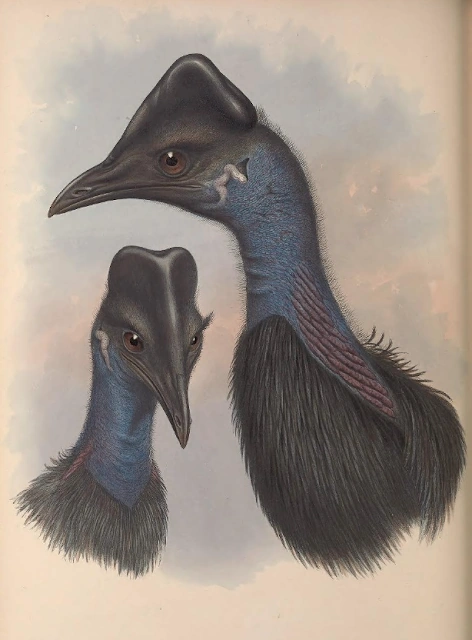 Casuarius lydekkeri Вымершие животные вики Fandom