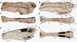 Deinocheirus skull-nature13874-f2