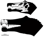 Irritator and Angaturama skulls