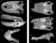 Purussaurus-brasiliensis-i-neivensis-m