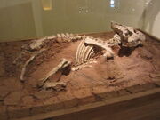 Auroraceratops fossil