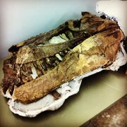 Daspletosaurus Skull 01.jpg