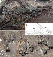 1Arcticodactylus-cromptonellus-MGUH-VP-3393-a-Preserved-portion-of-the-skull-b