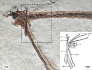 Pegasus-volans-MCSNV-T294-Photograph-of-the-entire-specimen-and-interpretative