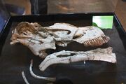 Tapuiasaurus skull 02.jpg