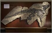 Tethyshadros skeleton.jpg