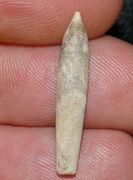Gastrobelus ventroplanus (Voltz, 1830), нижний келловейский ярус. Источник