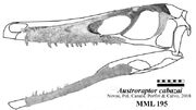 Austroraptor skull