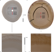 Cross sections of African elephant and woolly mammoth tusks