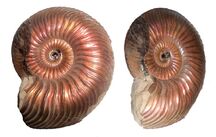 Picture of the day ammonite black layer 1 703