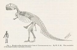 Skeletal restoration by William D. Matthew from 1905, the first reconstruction tyrannosaurus ever published
