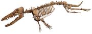 AmbulocetusNatansPisa