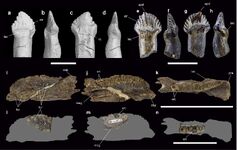 Comparison of teeth and dentary of Stegouros elengassen and Antarctopelta oliveroi