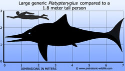 Platypterygius-size