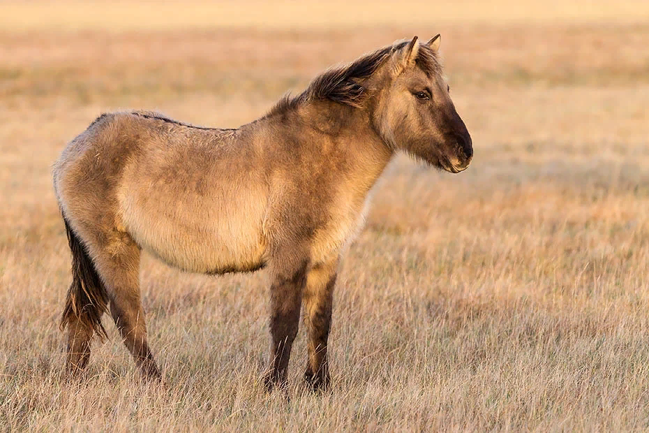 Хека: уникальная сибирская порода лошади