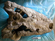 Crocodylus thorbjarnarsoni-skull