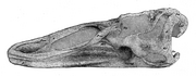 Diclonius mirabilis (Cope, 1883)