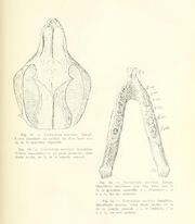 Notostylops