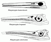 Platypterygius species