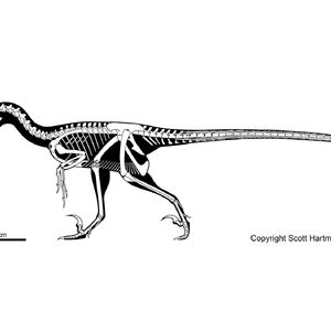 Velociraptor Galereya Vymershie Zhivotnye Viki Fandom