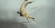 Cetacean family tree Ambulocetus natans large