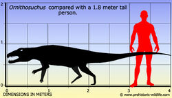 Ornithosuchus-size
