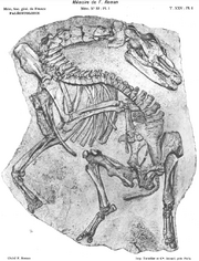 Palaeotherium magnum skeleton mormoiron 1922