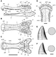 Sarcosuchus imperator, Sereno 2001